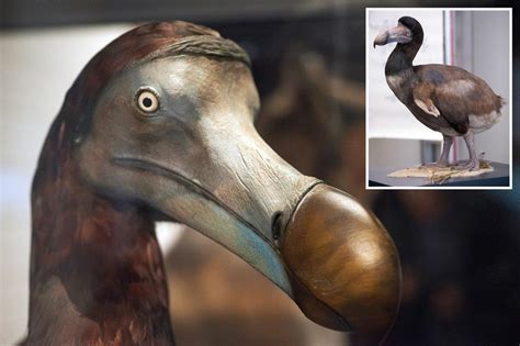 Dodo DNA discovery could lead to revival of extinct bird