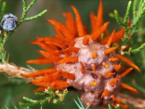 Cedar Apple Rust Disease: How To Prevent Cedar Apple Rust On Apple Trees