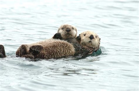 Cute Sea Otter Wallpapers - Top Free Cute Sea Otter Backgrounds ...