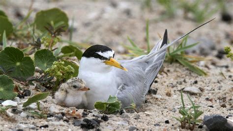 Least Terns, other shorebirds nesting on Northwest Florida beaches