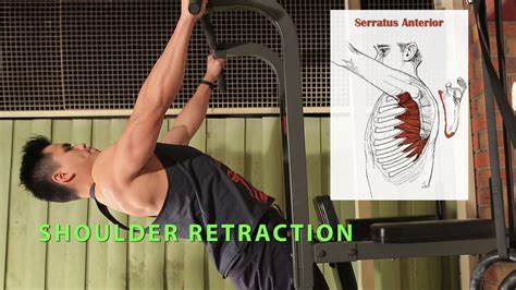 Shoulder Retraction Muscles