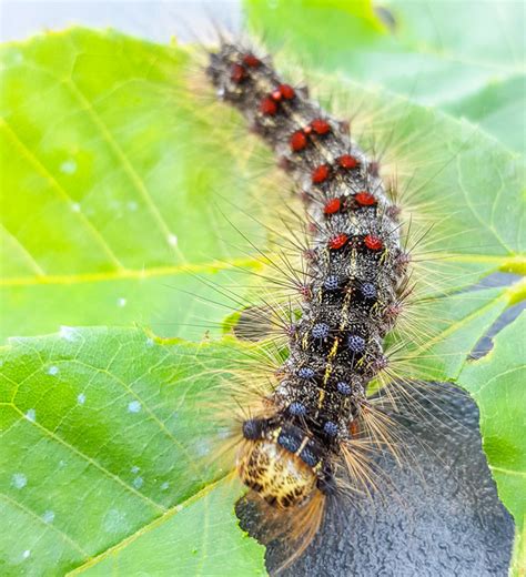 A Virus and a Fungal Disease Cause Spongy Moth Outbreaks to Collapse ...