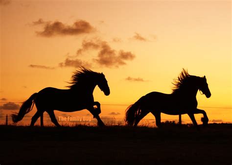 Frisian Horses @ sunset | The home of karst en bouke www.dew… | Flickr