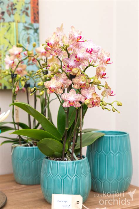 Kolibri Company - Webshop voor orchideeën en groene planten | Orquídeas ...