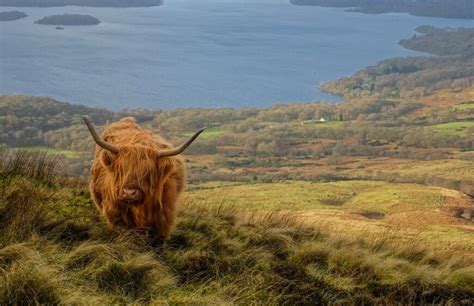 Scottish Wildlife: Animal Species Situated in Scotland - Arbtech