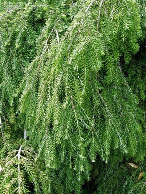 PlantFiles Pictures: Sargent Hemlock, Weeping Hemlock 'Pendula' (Tsuga canadensis) by palmbob ...