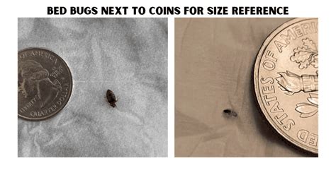 How Big Are Bed Bugs? A Quick Guide to Their Size