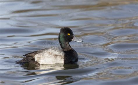 Male Lesser scaup duck stock photo. Image of lesser - 174269716