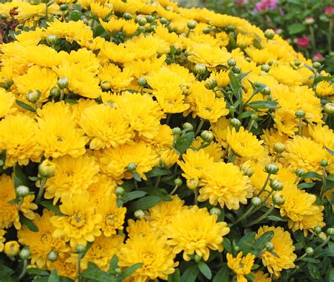 Fall Mums - Yellow - Milaegers