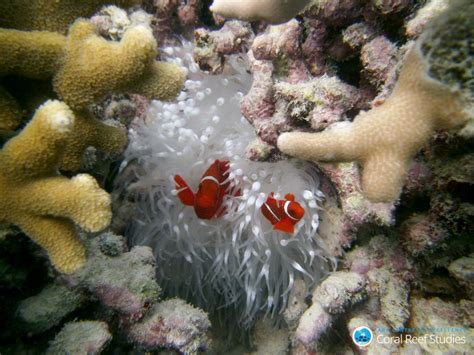 Coral bleaching threatens the diversity of reef f - Apr 2018 - JCU Australia