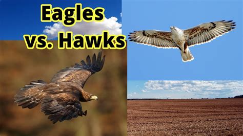 Eagles vs. Hawks: How to Distinguish Them??? - YouTube