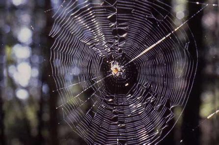 Myth: Orb or round spider webs are "normal" | Burke Museum