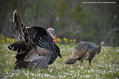 Fall turkey hunting season takes flight in Texas - Texas Farm Bureau