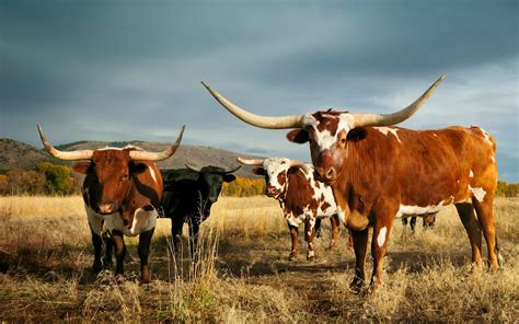 6 Best Texas Longhorn Ranches For Quality Meats | Explore the Wild West ...