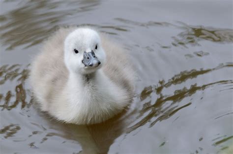 Baby Swan - Cygnet | Baby swan, Big animals, Tame animals