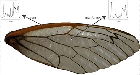 Why are cicadas such clumsy fliers?