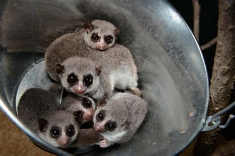 27 Pairs Of Staring Cute Lemurs Eyes