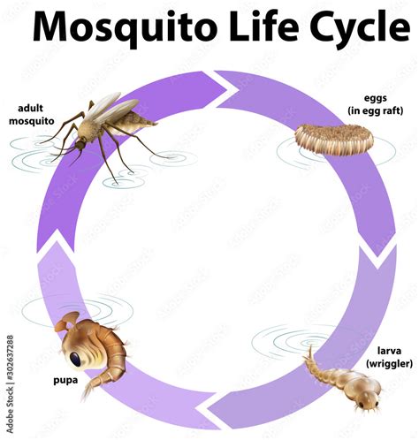 Diagram showing life cycle of mosquito Stock Vector | Adobe Stock