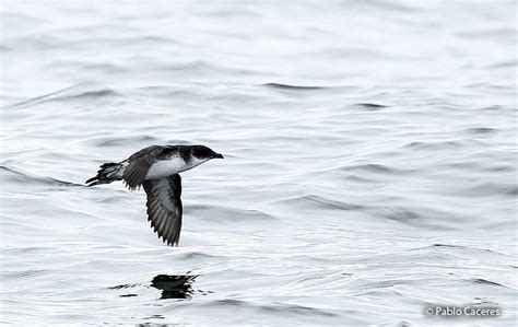 Peruvian Diving-Petrel (Pelecanoides garnotii) - Peru Aves