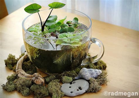 Indoor Tabletop Water Garden - Radmegan