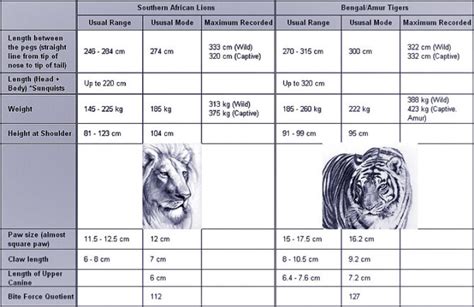 Lion versus tiger – fight | DinoAnimals.com