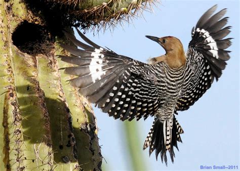 Gila Woodpeckers in Surprise, AZ