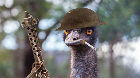 Australia's Great Emu War: How A Nation Declared War On A Bird And Lost ...