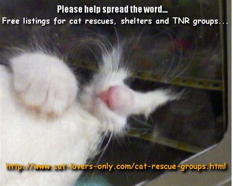 Cat Rescue Groups | Life Saving Organizations and Resources