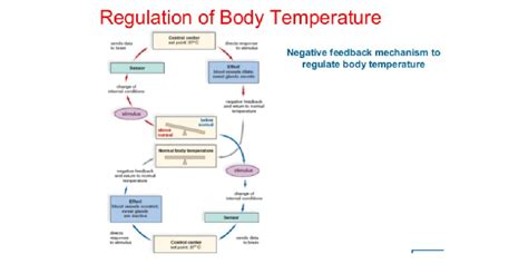 Regulation of Body Temperature - Infogram