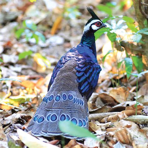 Palawan Peacock Pheasant | Saint Louis Zoo