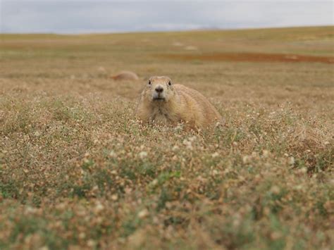 A prairie dog in Badlands National Park. | Smithsonian Photo Contest | Smithsonian Magazine