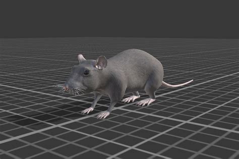 Rat 3D Model - TurboSquid 2132859