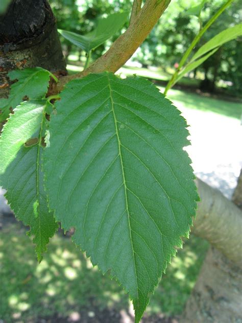 Prunus serrulata 'Ukon' (Japanese Flowering Cherry, Ukon Cherry) | North Carolina Extension ...