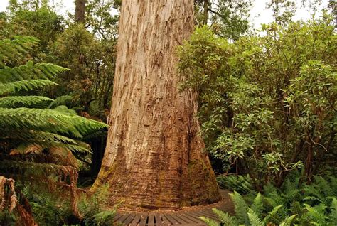 Top 10 tallest trees in the world | Wondermondo