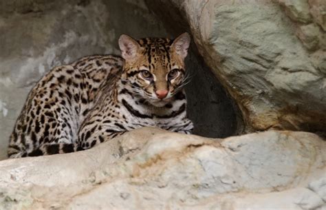 Ocelot - Facts, Diet, Habitat & Pictures on Animalia.bio