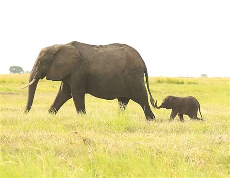 Mother and Child. Elephant Canvas Print | Elephant canvas, Elephant, Mother and child