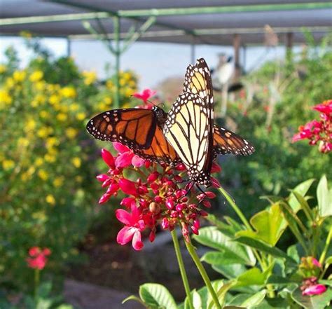 South Texas Botanical Gardens & Nature Center : Corpus Christi Texas | Botanical gardens, Corpus ...