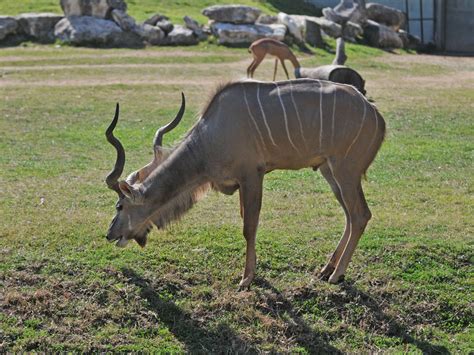 The Online Zoo - Greater Kudu