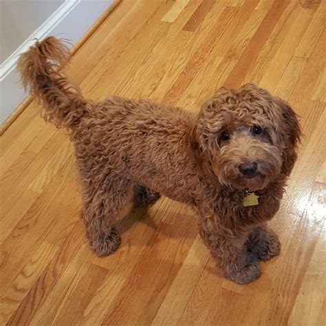 Full Grown F1B Micro Mini Goldendoodle : Goldendoodle Varieties ...