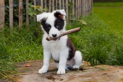 border collie puppy - West Wichita Pet Clinic