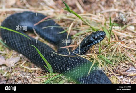 Black Adder snake in New Forest National Park Reptile centre in UK ...