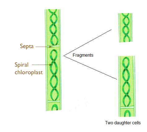 Fragmentation Diagram