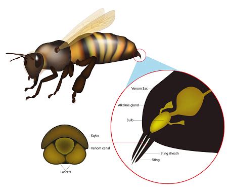 The Structure Of The Honey Bee Sting Anatomy Of The Stinger Apparatus Stock Illustration ...