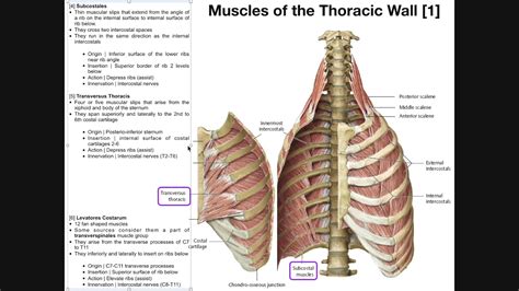 Anatomy Rib Cage Muscles : Two Tips For Improving Your Hollow Body ...