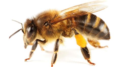 Non, l'humanité n'est pas en danger : quelques mythes sur les abeilles ...