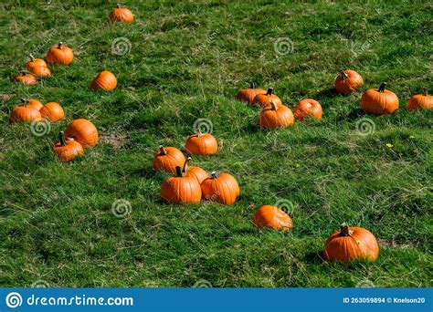 Fall Harvest, Pumpkins in a Green Grass Field Ready To Select for Halloween Pumpkin Carving ...