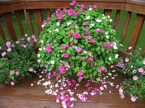 17 Best images about Vinca flowers on Pinterest | Sun, Hanging baskets ...