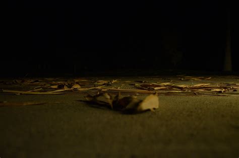 Fallen leaves Free Photo Download | FreeImages