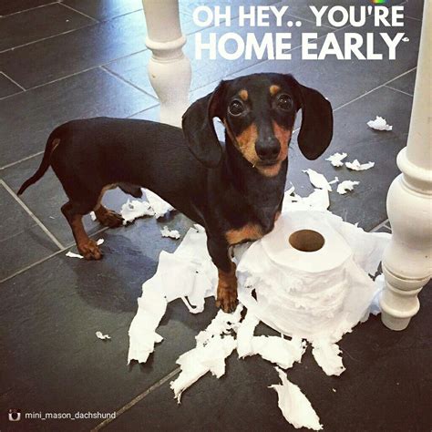 Pin by Alisa Clark on Dachshund Funny Quotes - Meme | Funny dachshund, Dachshund quotes ...