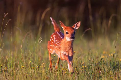 Whitetail Deer Fawn Running In Flowers Fine Art Photo Print | Photos by ...